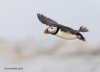 Puffins_426