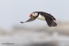 Puffins_427