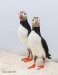 Puffins_432