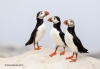 Puffins_437