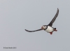 Puffins_460