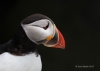 Puffins_463