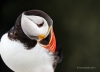 Puffins_471