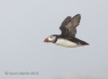 Puffins_520