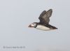 Puffins_520