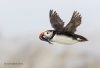 Puffins_524