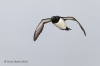 Razorbill_15