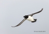 Razorbill_16