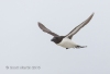 Razorbill_17