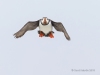 Puffins_556