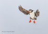 Puffins_579