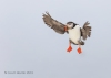 Puffins_579