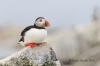 Puffins_617