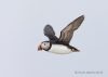 Puffins_621