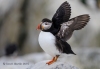 Puffins_646