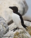 Razorbill_18