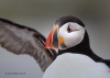 Puffins_734