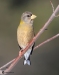 Evening Grosbeak 09