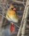 Northern Cardinal 10