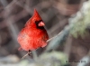 Northern Cardinal 11