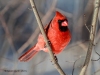 Northern Cardinal 12