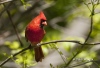 Northern Cardinal 01