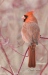 Northern Cardinal 02