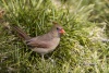 Northern Cardinal 03