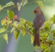 Northern Cardinal 04