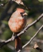 Northern Cardinal 05