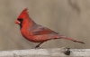 Northern Cardinal 08