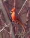 Northern Cardinal 09