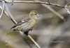 White Winged Crossbill 01