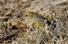 White Winged Crossbill 03