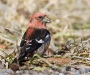 White Winged Crossbill 04