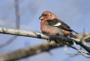 White Winged Crossbill 05