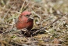 White Winged Crossbill 06