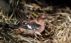 White Winged Crossbill 07