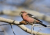 White Winged Crossbill 08