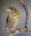 Evening Grosbeak 01