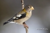 Evening Grosbeak 02