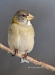 Evening Grosbeak 04