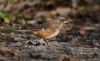 Eastern Towhee 01