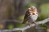 Fox Sparrow 01