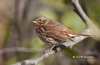 Fox Sparrow 02