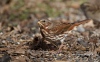 Fox Sparrow 03