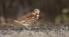 Fox Sparrow 04