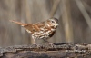 Fox Sparrow 05