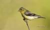 American Gold Finch 01