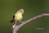 American Gold Finch 02